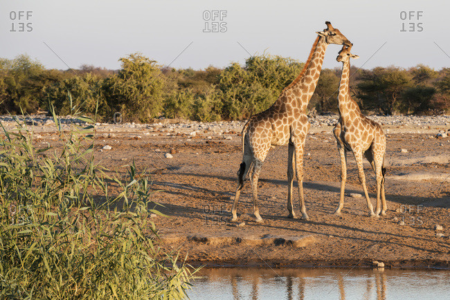 A Namibian giraffe family (Giraffa giraffa angolensis), mother and baby, resting near a watering place, Etosha National Park, Namibia