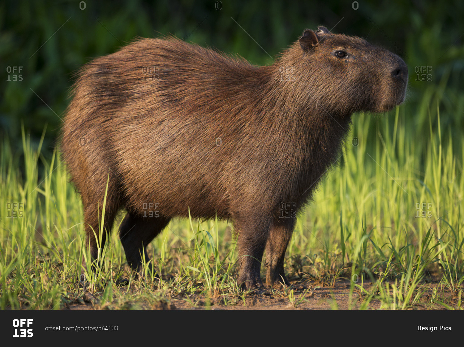 Capybara Hydrochoerus Hydrochaeris Standing In Grass On River Images, Photos, Reviews