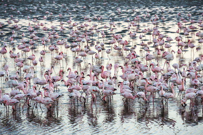 A huge colony of pink and white flamingos feeding during sunset at Walvis Bay on the Namibian coast, Namibia