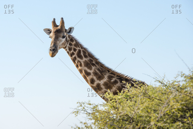 Close up view of Namibian giraffe (Giraffa giraffa angolensis) head rising above green tree top at savanna woodlands of Etosha National Park, Namibia
