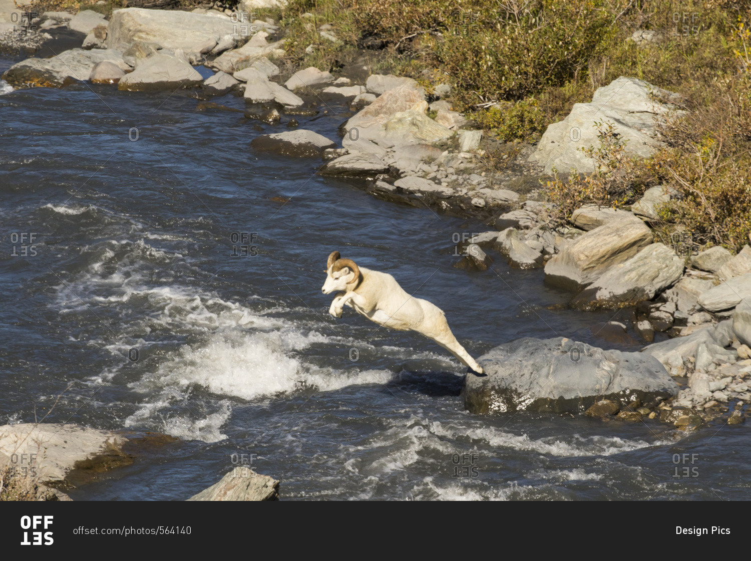 Dall ram (ovis dalli) makes a long jump across the Savage River in late summer, Denali National Park and Preserve, Alaska, United States of America