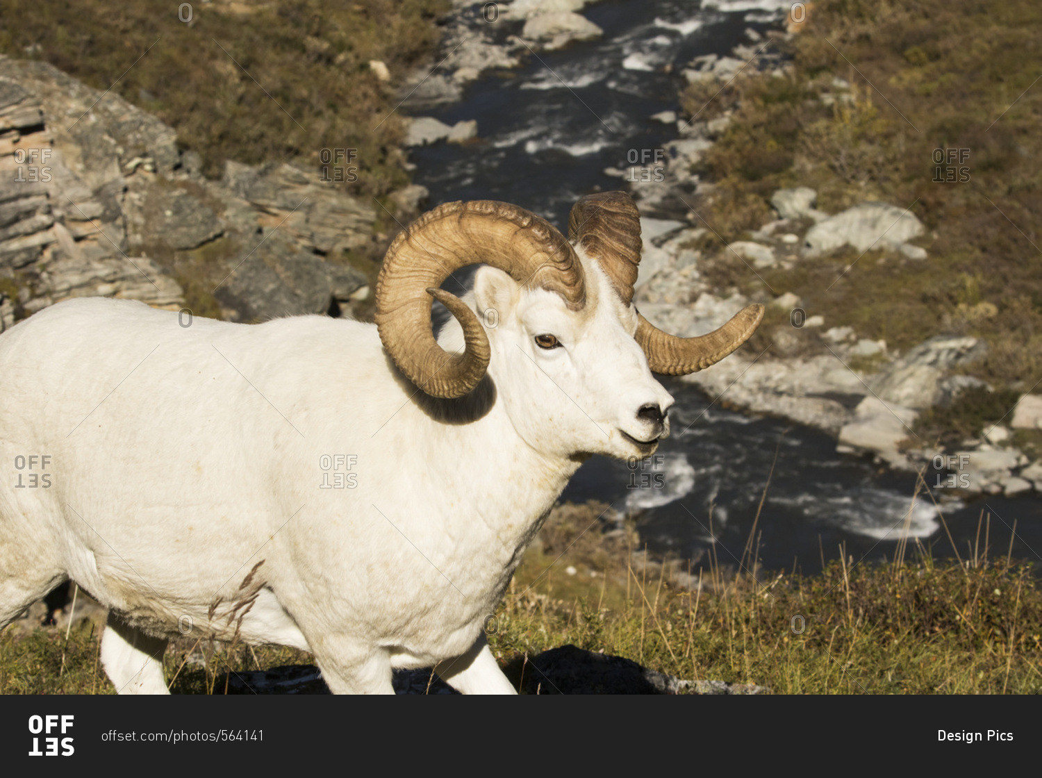 Dall ram (ovis dalli) with the Savage River in the background, Denali National Park and Preserve, Alaska, United States of America