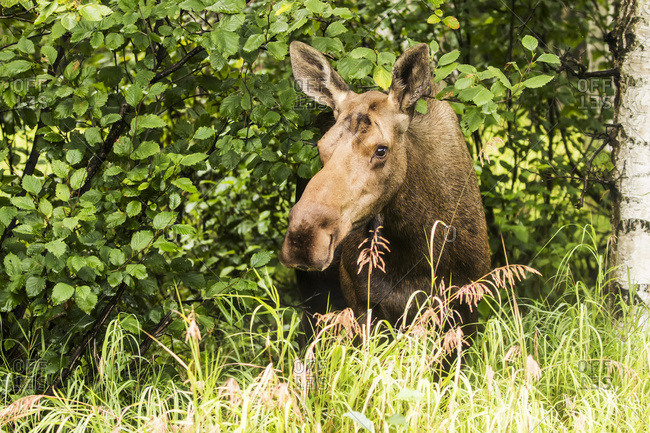 Cow moose (alces alces) laying on the grass in the trees on a hillside during rutting period, Power line Pass, South-central Alaska, Anchorage, Alaska, United States of America