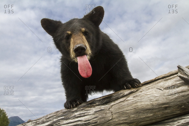 Black bear cub (ursus americanus) with it's tongue out, captive in Alaska Wildlife Conservation Center, South-central Alaska, Portage, Alaska, United States of America