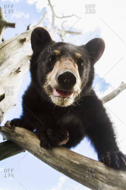 Black bear cub (ursus americanus), captive in Alaska Wildlife Conservation Center, South-central Alaska, Portage, Alaska, United States of America