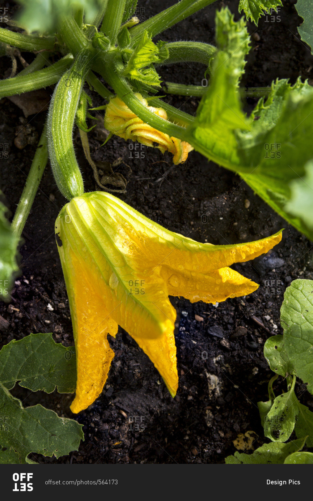 Close up of a large zucchini blossom with a small zucchini on the plant in the soil, Calgary, Alberta, Canada