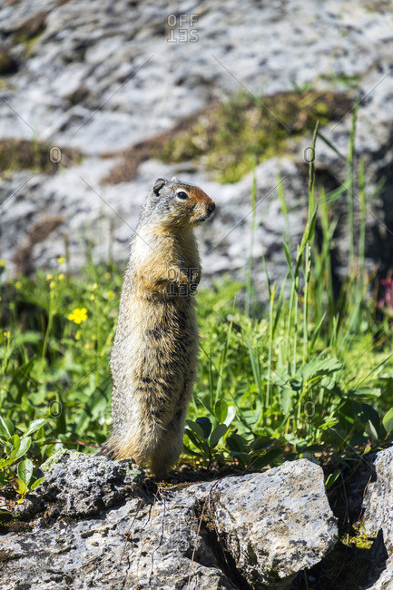 Close up of a Richardson's Ground Squirrel (Urocitellus richardsonii) standing upright on rocks, Banff National Park, Banff, Alberta, Canada