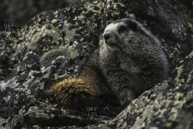 Hoary Marmot (Marmota caligata), Yukon, Canada