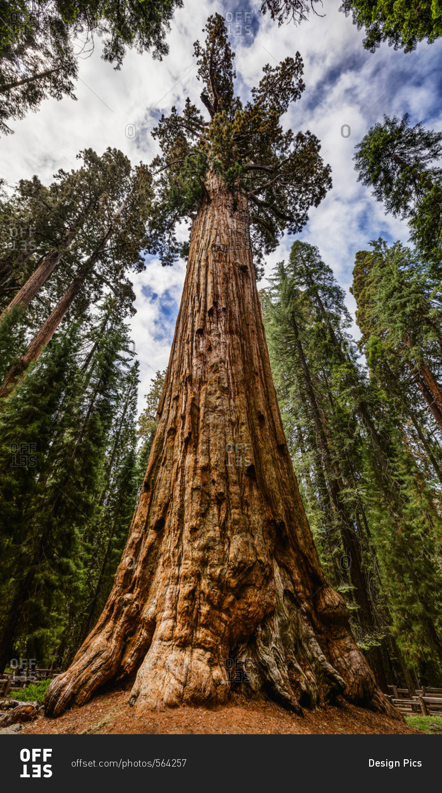 What Are The Huge Trees In California