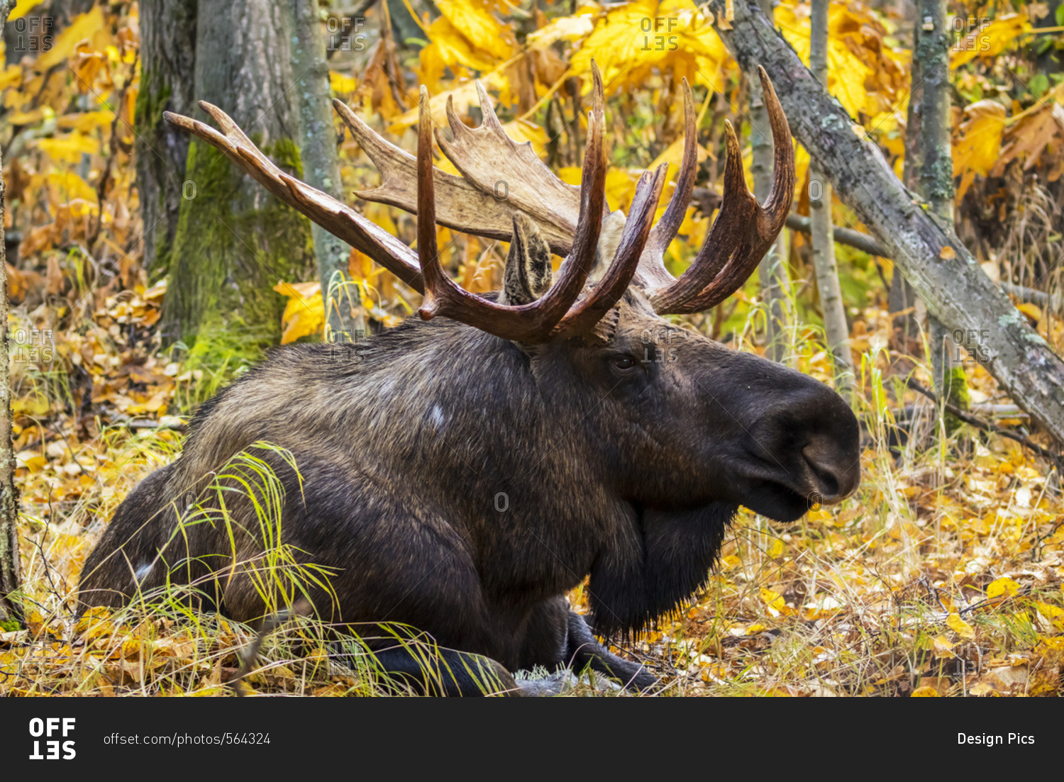 Bull moose (alces alces) with antlers in autumn, South-central Alaska, Anchorage, Alaska, United States of America