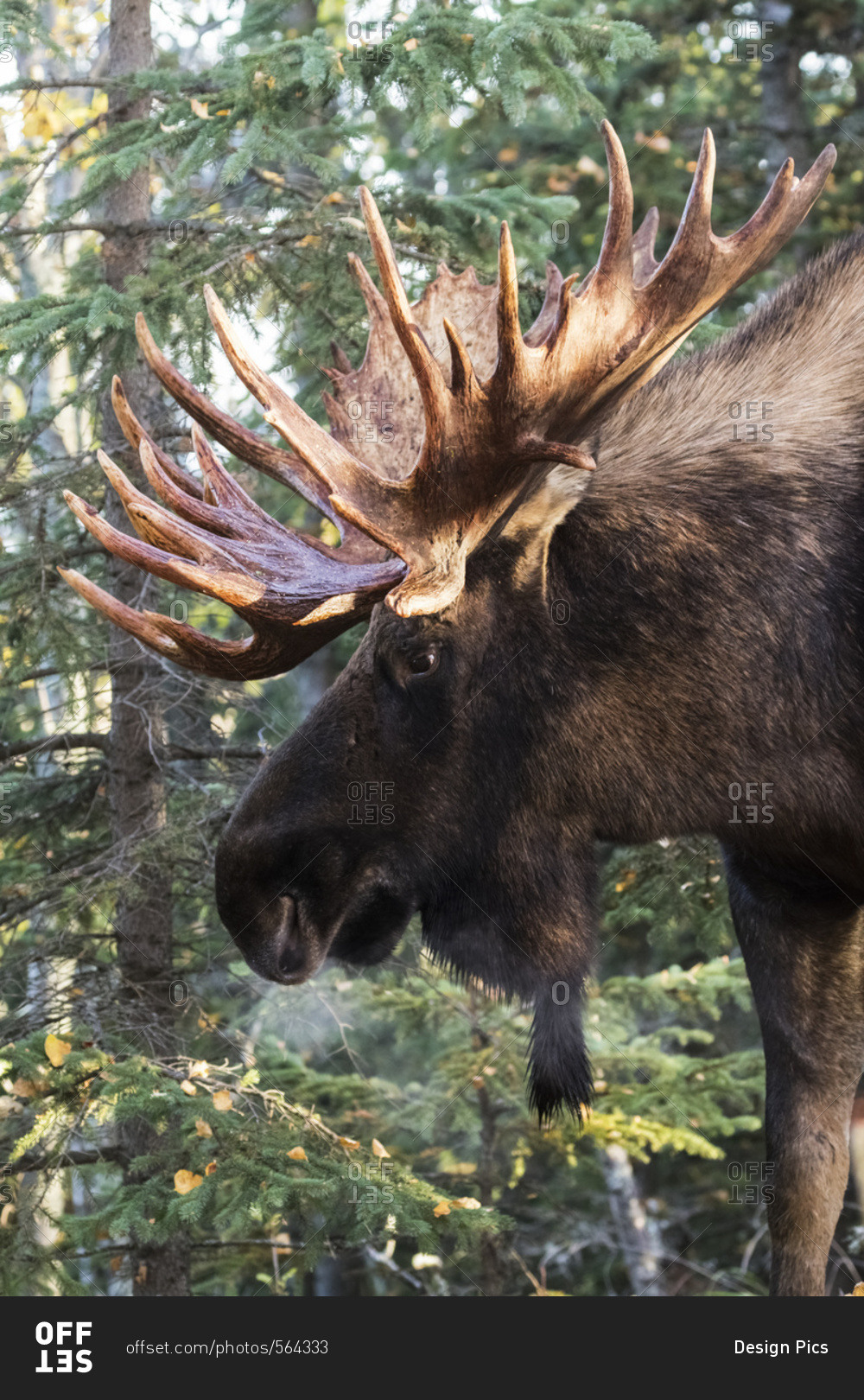 Bull moose (alces alces) with antlers standing beside trees in a forest, South-central Alaska, Alaska, United States of America