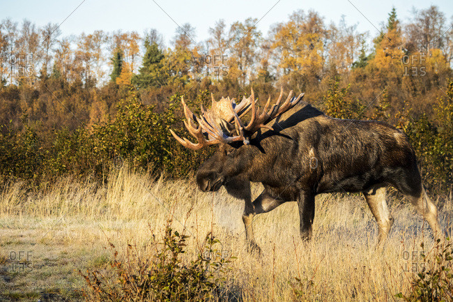 Bull moose (alces alces) with antlers walking in a grass field in ...