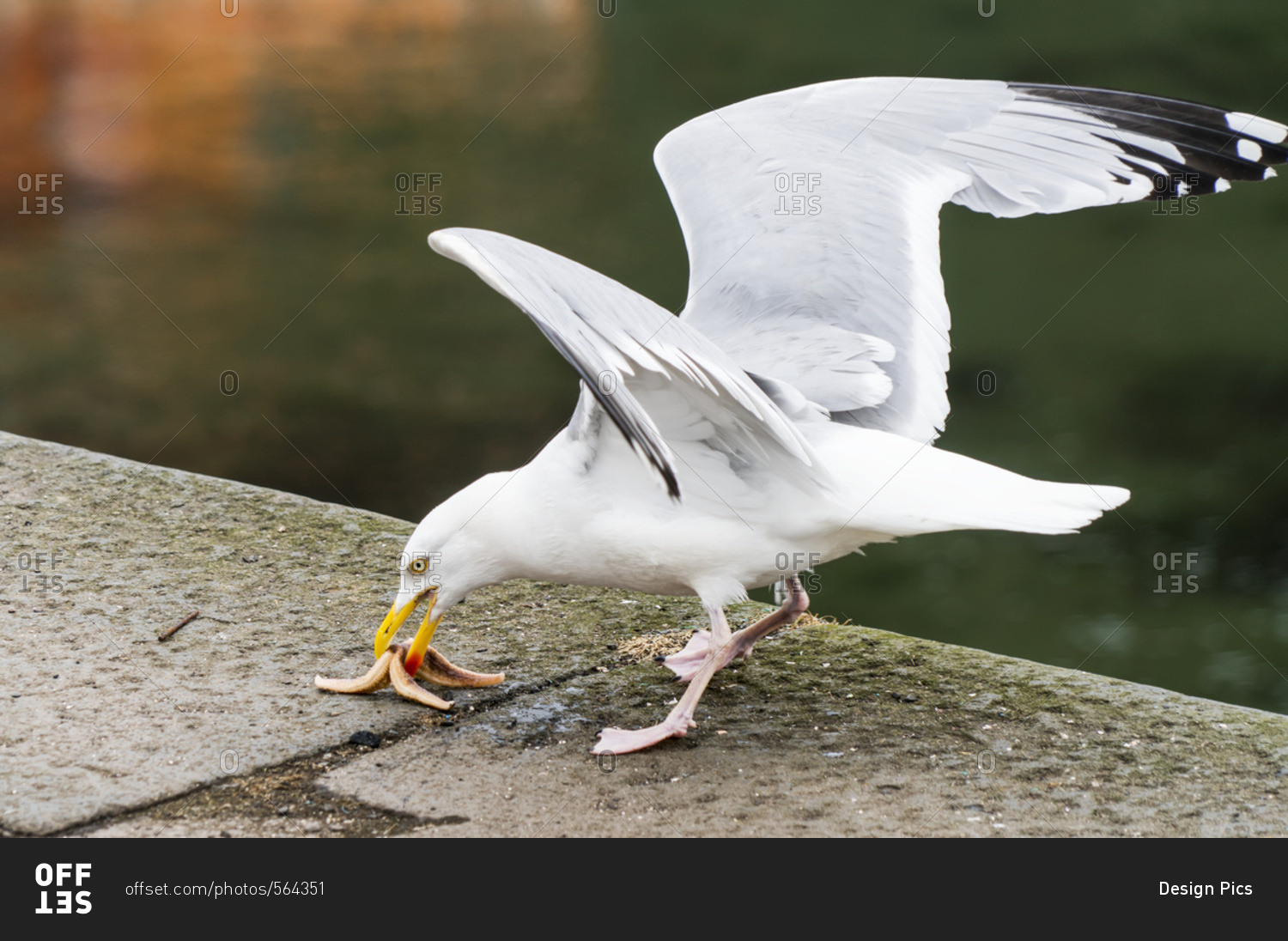 Seagull Eating Chips