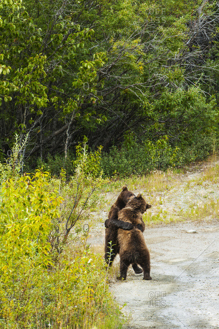 Two young bear cubs wrestle with each other off the Glenn Highway in Glennallen Alaska on a summers day, South-central Alaska, USA