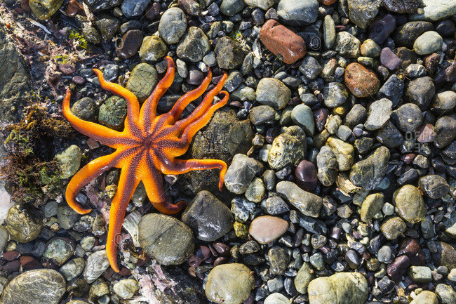 Detail view of a sea star in a tidal pool, Hesketh Island, Homer, South-central Alaska, USA