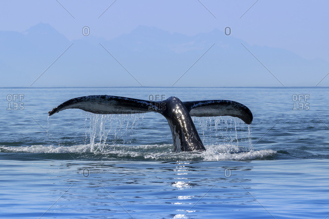 A Humpback Whale (Megaptera novaeangliae) lifts it's fluke as it returns to the depths to feed in the calm waters of the Inside Passage, near Juneau, Alaska, United States of America