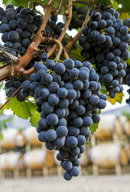 Clusters of dark purple grapes hanging on the vine with oak barrels in the background, Penticton, British Columbia, Canada