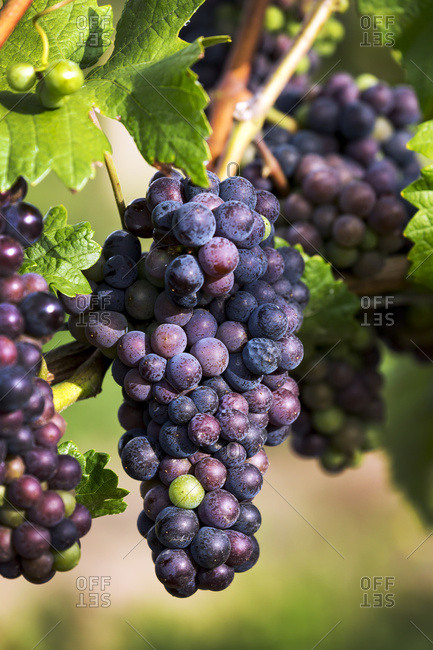 Close-up of clusters of dark unripe purple grapes hanging from the vine, Vineland, Ontario, Canada