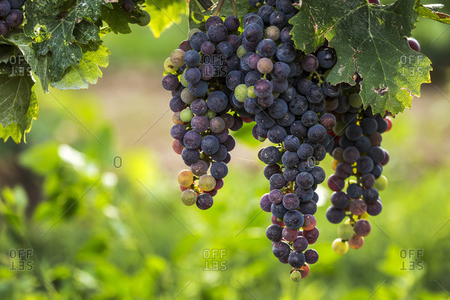 Close up of clusters of dark unripe purple grapes hanging from the vine, Vineland, Ontario, Canada