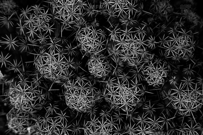 Spiky star-shaped thorns of a plant forming circles