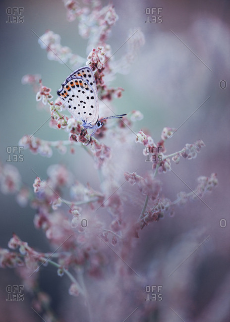 Close up of butterfly on wildflower