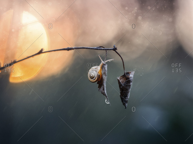 Snail hanging on leaf in rain