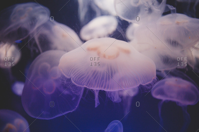 A sea of moon jelly fish