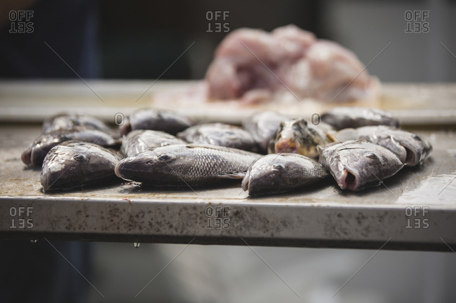 Fish being prepared to sell at market
