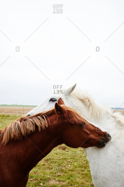 Two horses opposite each other scratching each other's neck