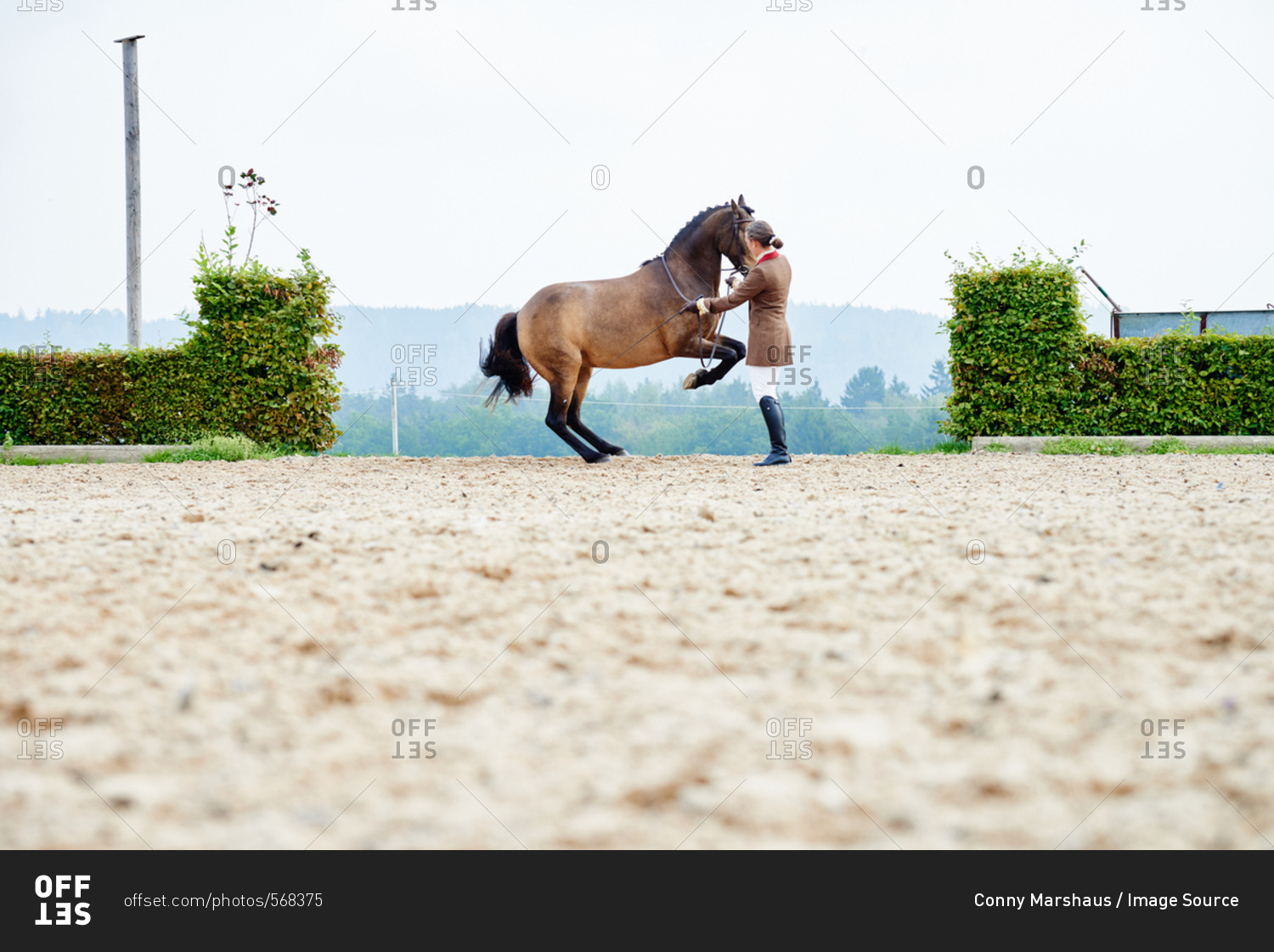 Female rider training dressage horse on hind legs in equestrian arena