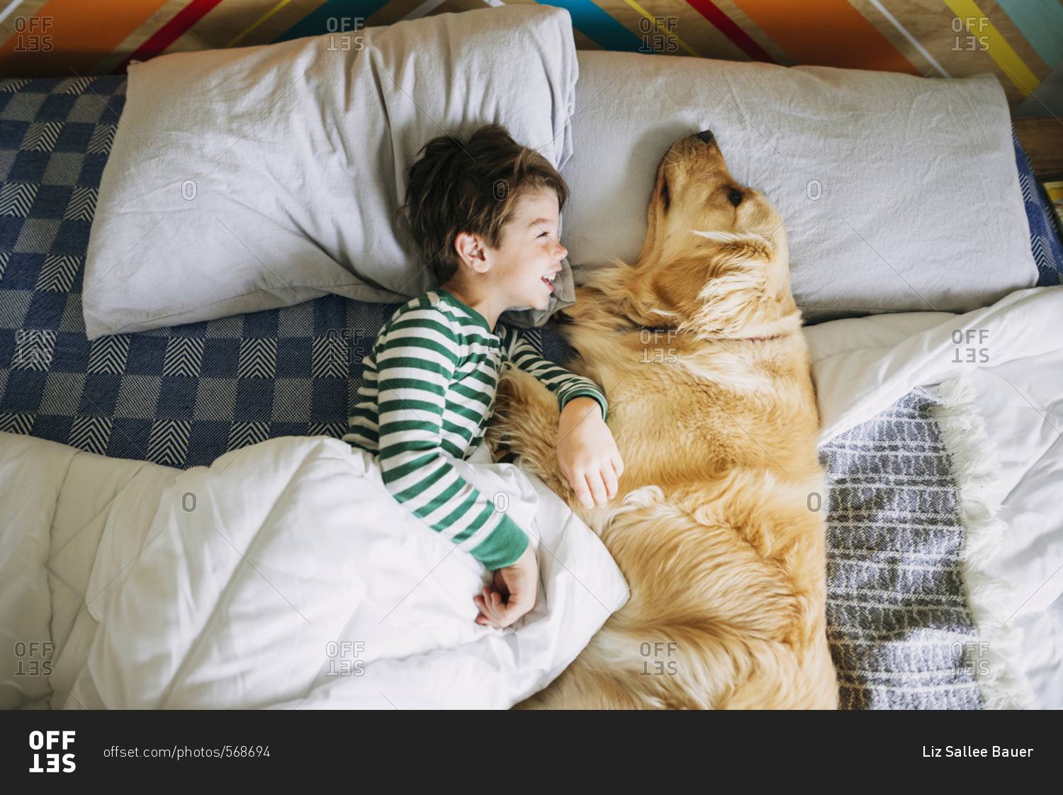 Young boy cuddling with golden retriever dog on a bed stock photo OFFSET
