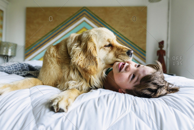 Golden Retriever Dog Licking A Boys Face In The Morning Stock Photo Offset