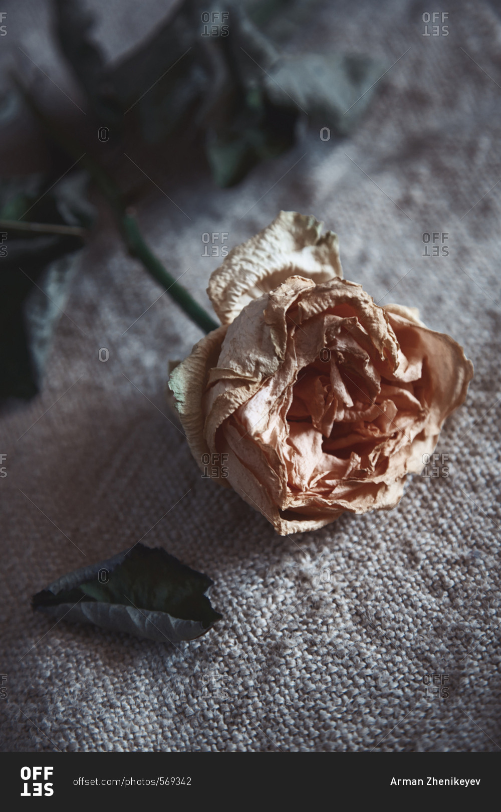 Close up view of a withered rose flower stock photo - OFFSET