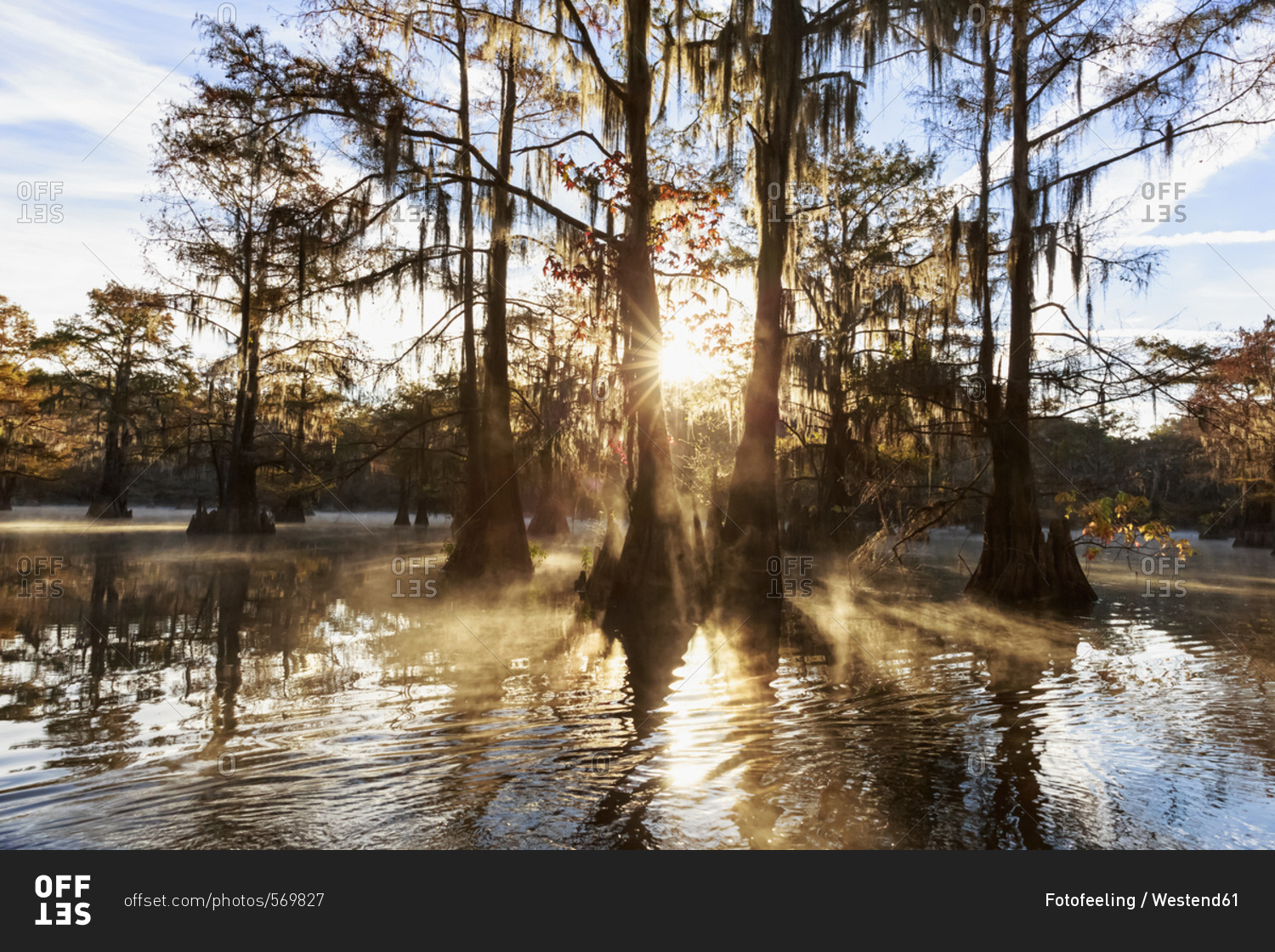 USA - Texas - Louisiana - Caddo Lake - Benton Lake - bald cypress forest