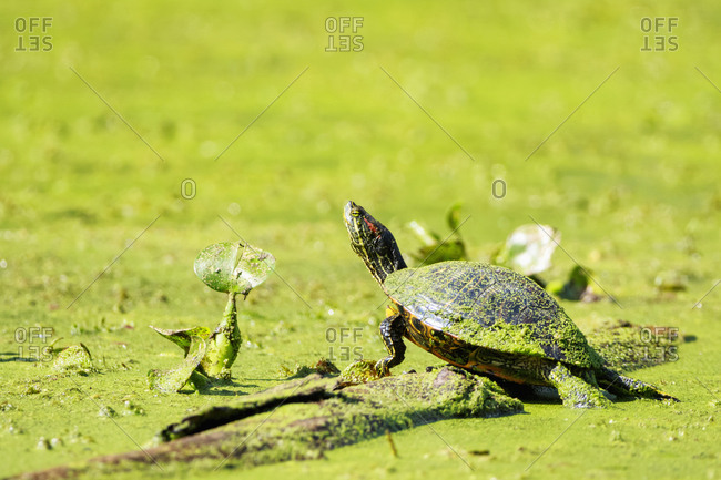 USA - Texas - Needville - Brazos River - Brazos Bend State Park - red - eared slider