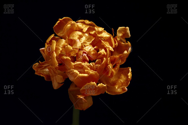 Withered tulip in front of black background