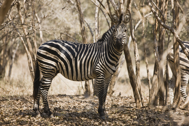 Zebra by trees