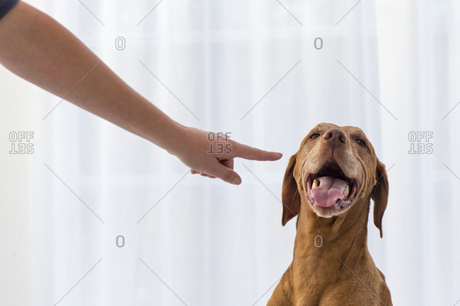 Hand pointing at a panting dog