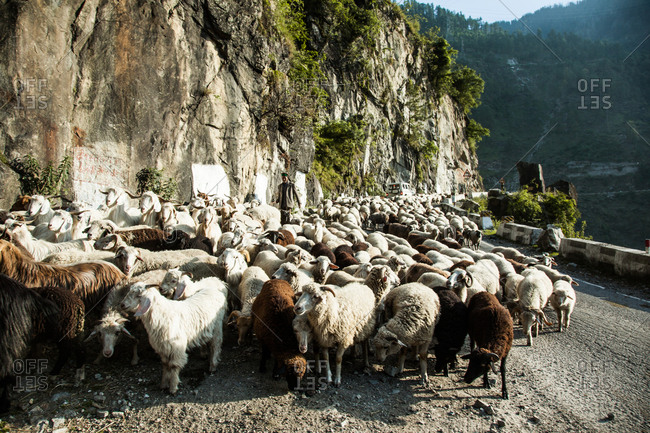 Himalayas - June 2, 2014: A shepherd in the Himalayas.