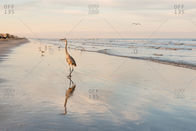 Great blue heron walking on beach on Galveston Island, Texas