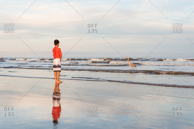 Boy watching great blue heron walk in the ocean