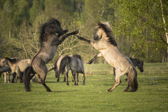 Wild horses fighting in rural Latvia