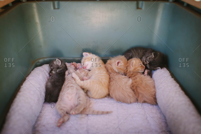 Kittens nestled sleeping in crate
