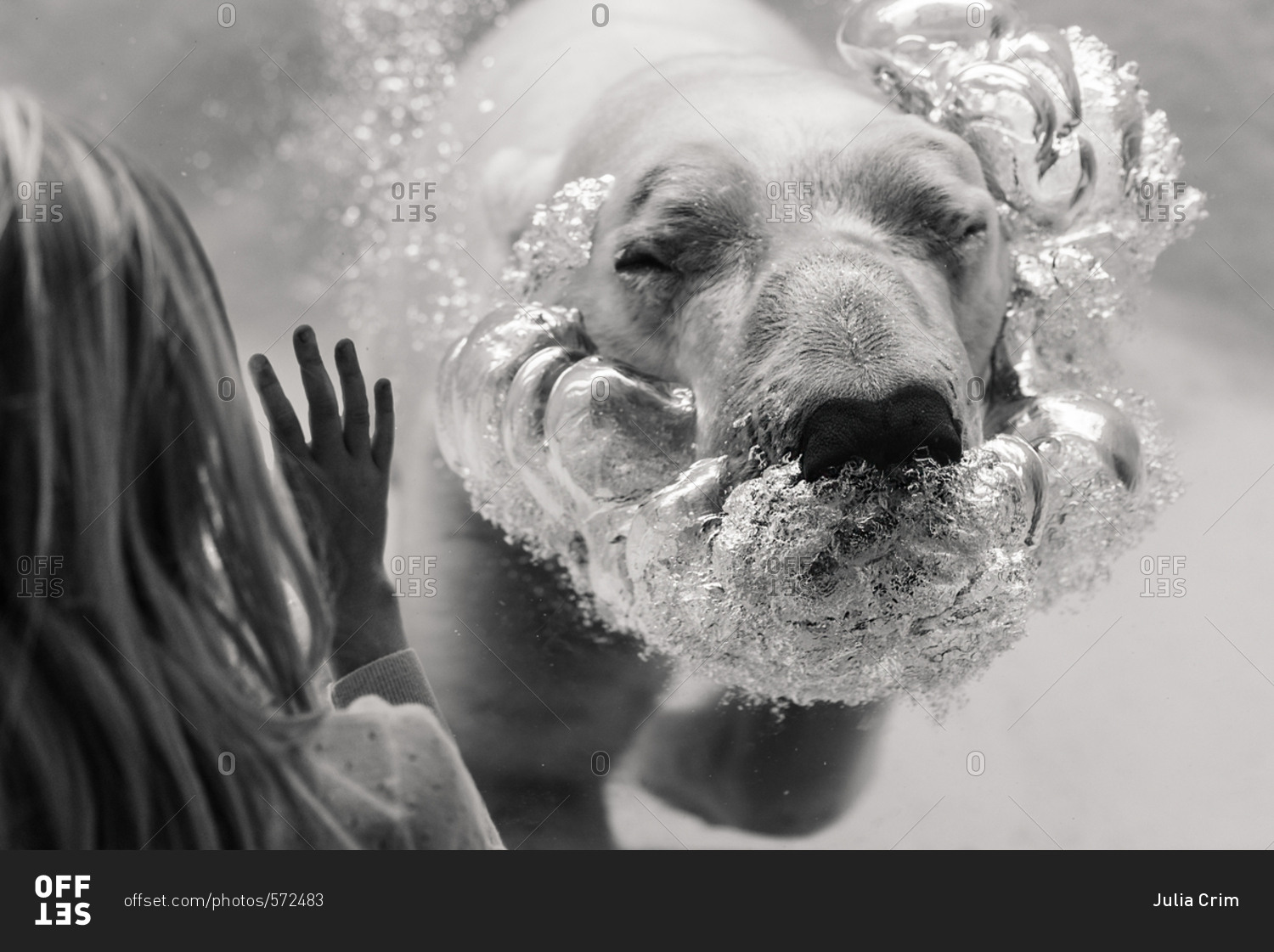 Girl by polar bear swimming in water