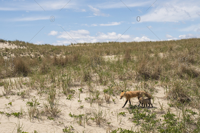 Mother and baby fox in sand dunes