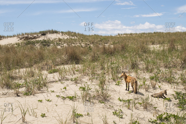 Mother and young fox in sand dunes