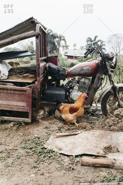 Guangzhou, China - April 21, 17: A free-range chicken exploring near a junk motorcycle