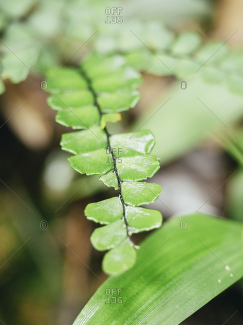 Fern leaf (Adiantum flabellulatum) - Offset