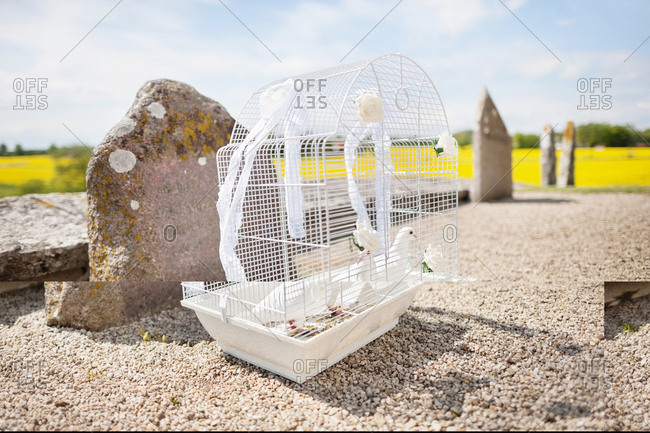 White doves in cage