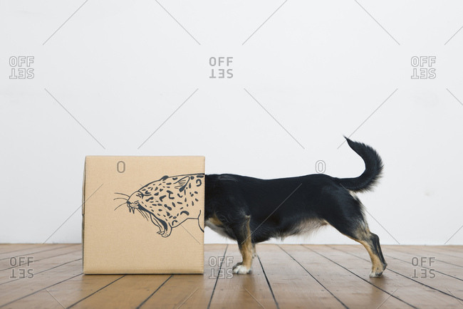 Roaring dog inside a cardboard box painted with a leopard